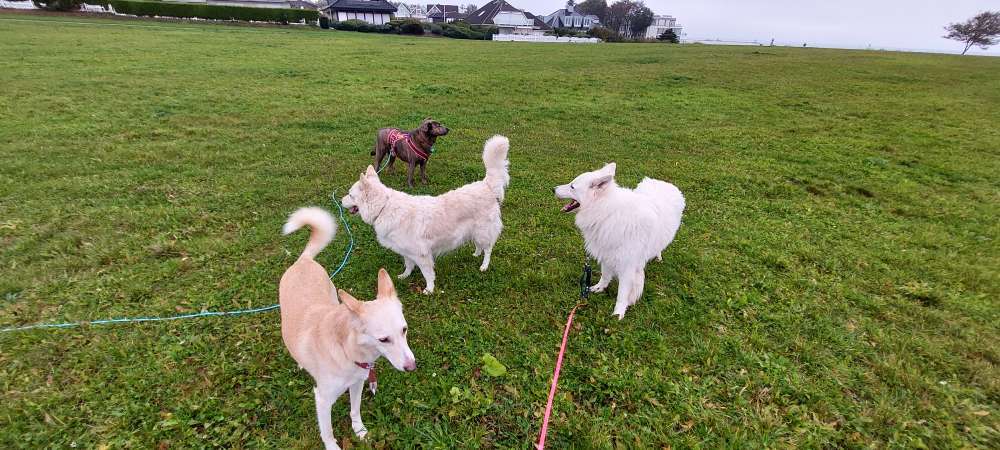 Hundeauslaufgebiet-Sandra Bischoff, Vitarights Vertriebspartnerin-Bild
