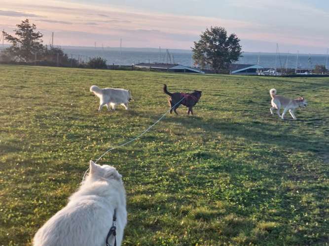 Hundeauslaufgebiet-Sandra Bischoff, Vitarights Vertriebspartnerin-Bild