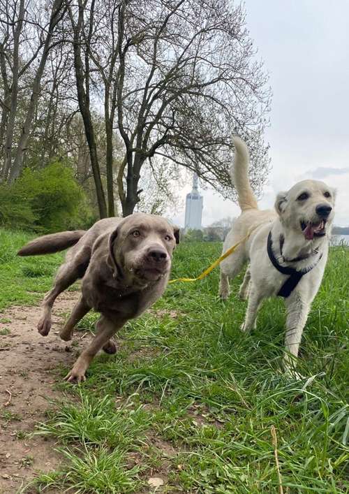 Hundeauslaufgebiet-Die Rennpfoten-Bild