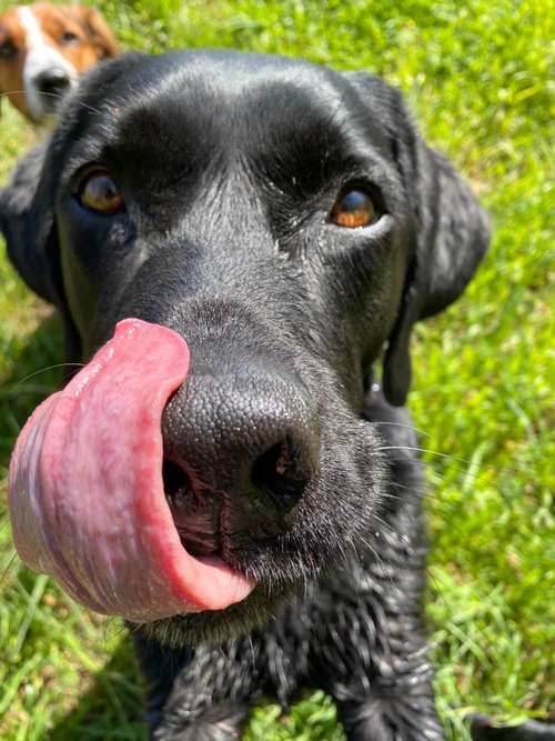 Hundeauslaufgebiet-Die Rennpfoten-Bild