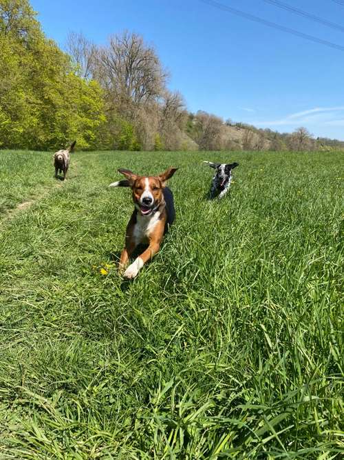 Hundeauslaufgebiet-Die Rennpfoten-Bild