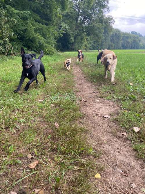 Hundeauslaufgebiet-Die Rennpfoten-Bild