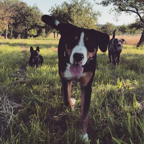 Hundeauslaufgebiet-Die Rennpfoten-Bild