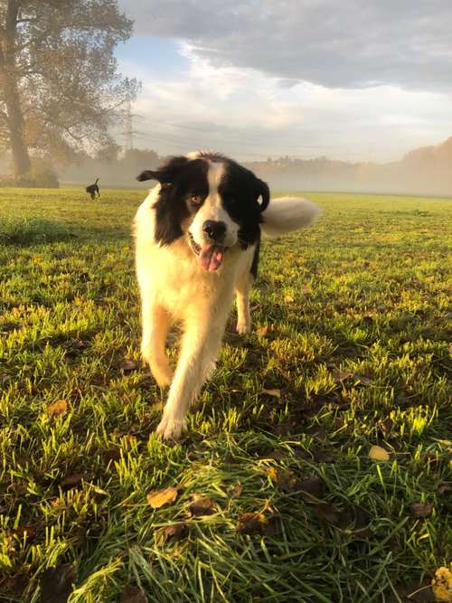 Hundeauslaufgebiet-Die Rennpfoten-Bild