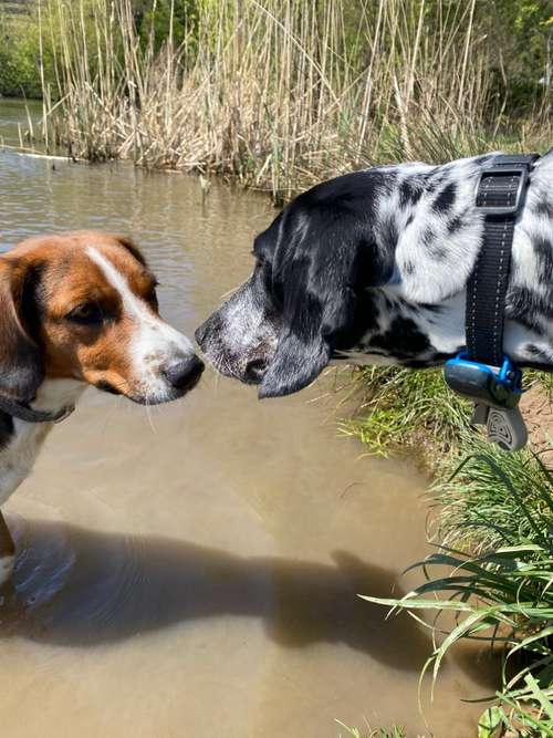 Hundeauslaufgebiet-Die Rennpfoten-Bild