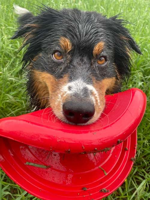 Hundeauslaufgebiet-Die Rennpfoten-Bild