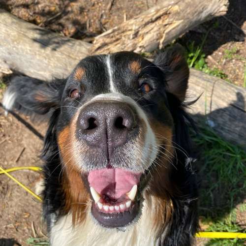 Hundeauslaufgebiet-Die Rennpfoten-Bild