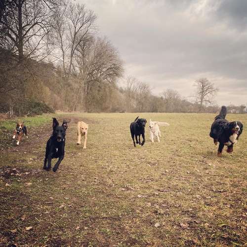 Hundeauslaufgebiet-Die Rennpfoten-Bild