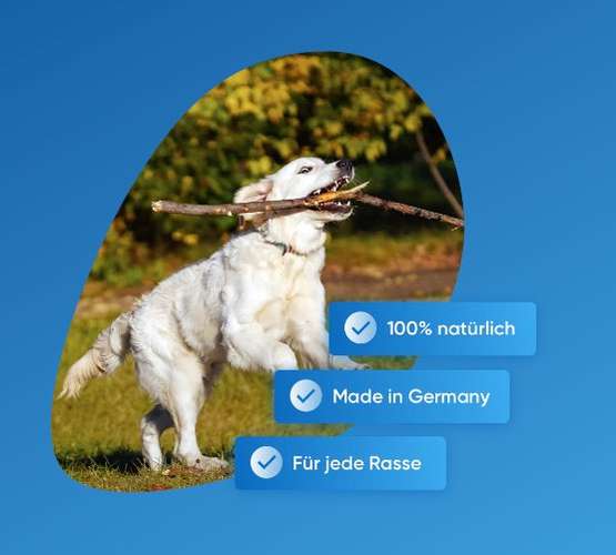 Hundeauslaufgebiet-Hundpur-Bild