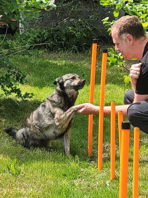 Hundeauslaufgebiet-Angsthund Trainer-Bild