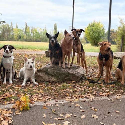 Hundeauslaufgebiet-Wiesenpfoten-Bild