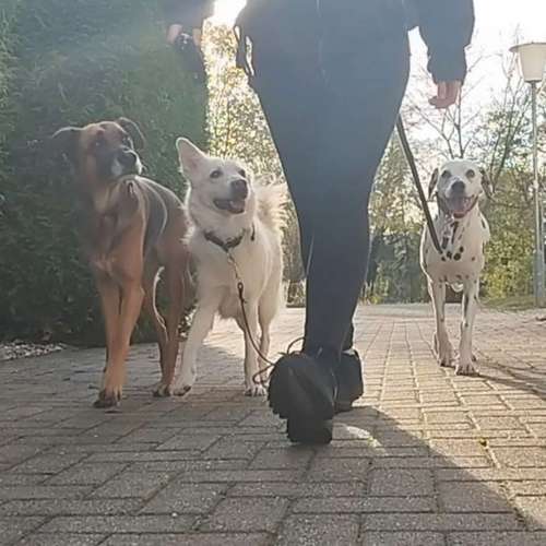 Hundeauslaufgebiet-Wiesenpfoten-Bild