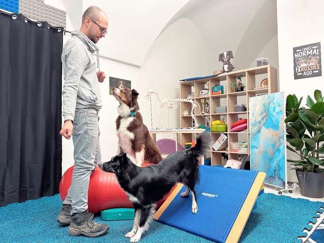 Hundeauslaufgebiet-Georg Sostaric doGSport-Bild