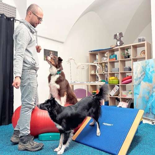Hundeauslaufgebiet-Georg Sostaric doGSport-Bild