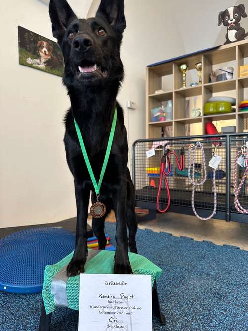 Hundeauslaufgebiet-Georg Sostaric doGSport-Bild