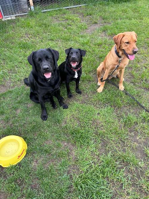 Hundeauslaufgebiet-Dog's Point Verl-Bild