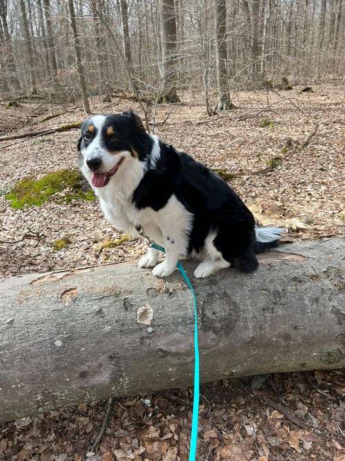 Hundeauslaufgebiet-Alina-Bild