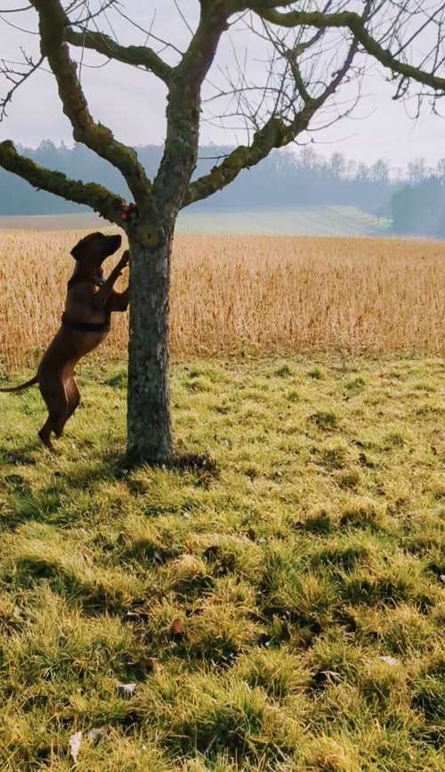 Hundeauslaufgebiet-Black Dog-Bild