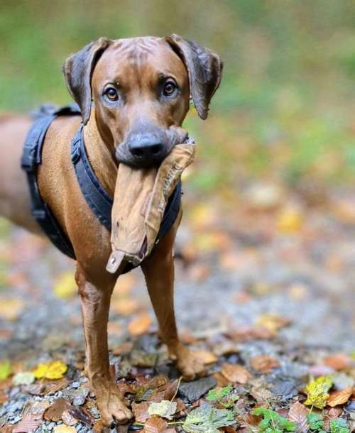 Hundeauslaufgebiet-Black Dog-Bild