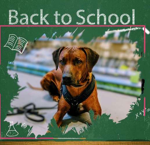 Hundeauslaufgebiet-Black Dog-Bild