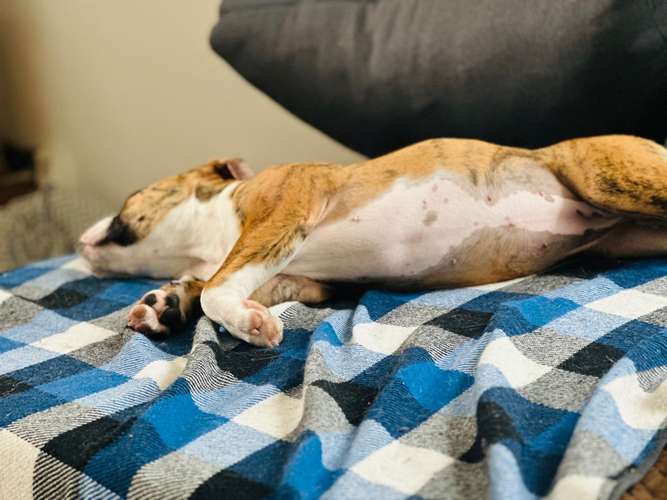 Hundeauslaufgebiet-VITELLI‘s TRAINIG & BETREUUNG V. HUNDEN-Bild