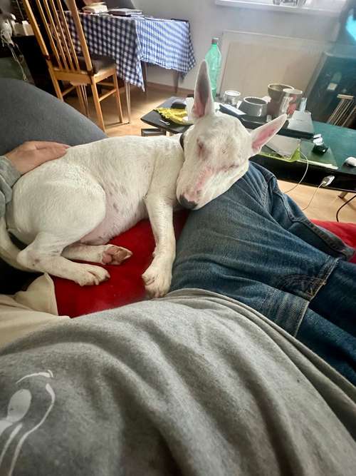 Hundeauslaufgebiet-VITELLI‘s TRAINIG & BETREUUNG V. HUNDEN-Bild