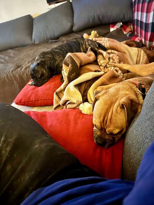 Hundeauslaufgebiet-VITELLI‘s TRAINIG & BETREUUNG V. HUNDEN-Bild