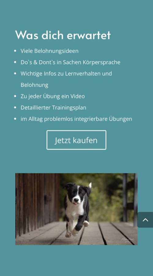 Hundeauslaufgebiet-Hundekompetenz.ch-Bild