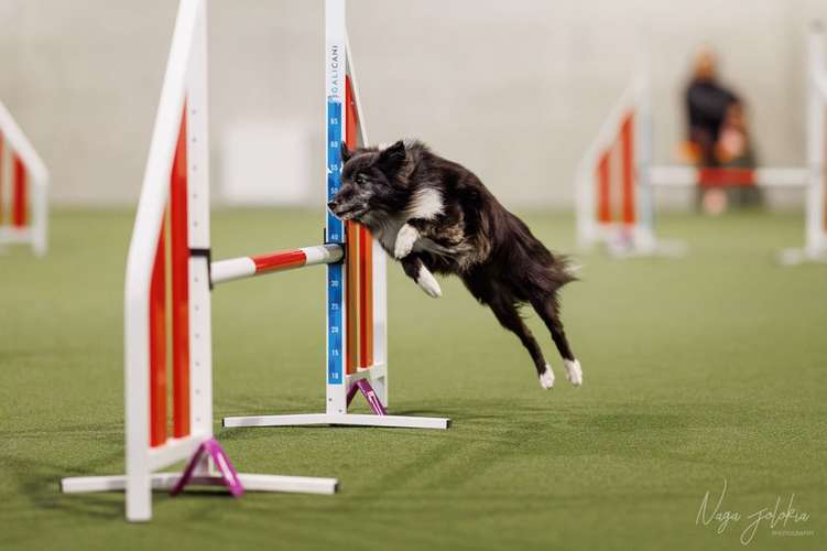 Hundeauslaufgebiet-Hundekompetenz.ch-Bild