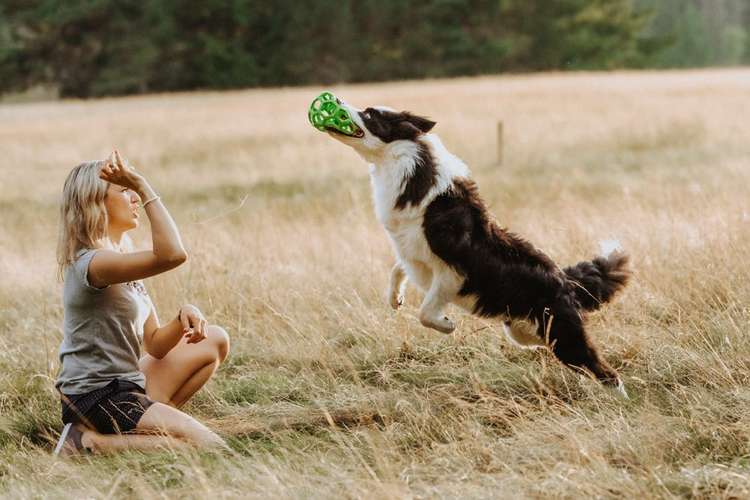 Hundeauslaufgebiet-Hundekompetenz.ch-Bild