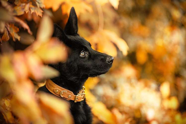 Hundeauslaufgebiet-PedaDOGical-Bild