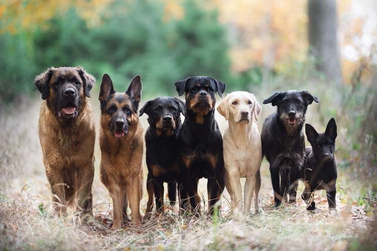 Hundeauslaufgebiet-PedaDOGical-Bild