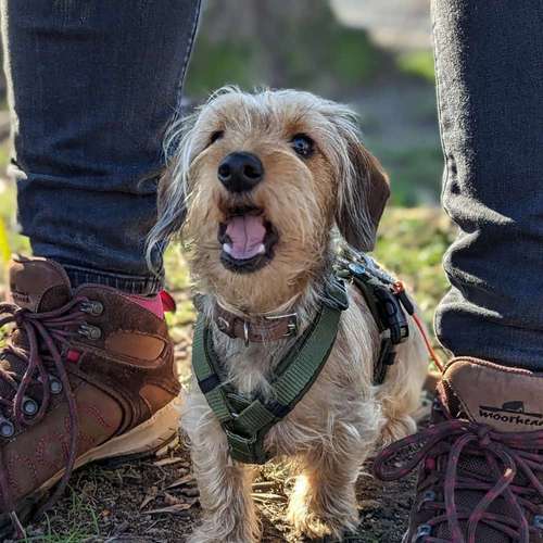 Hundeauslaufgebiet-Hundeschule Bochum bellt-Bild