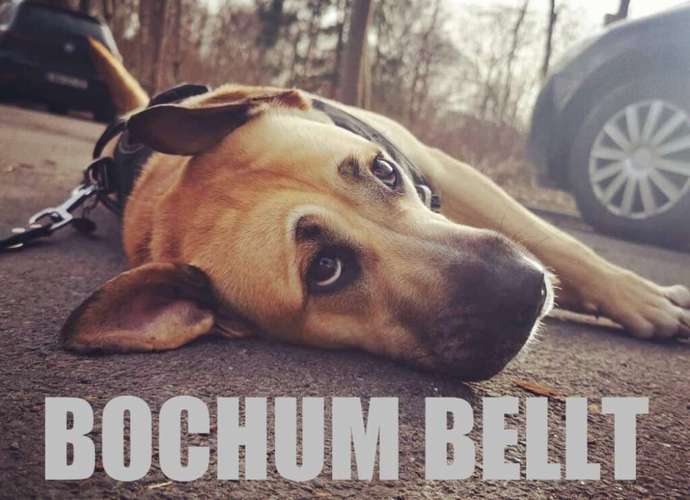 Hundeauslaufgebiet-Hundeschule Bochum bellt-Bild