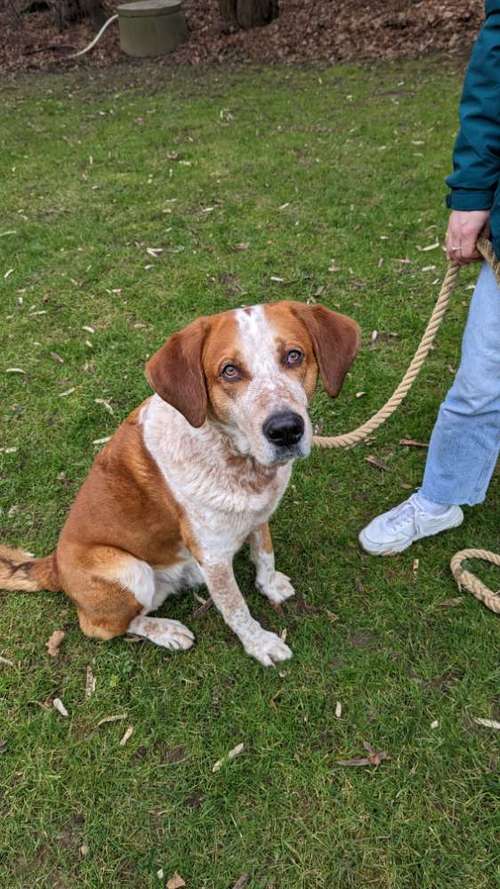 Hundeauslaufgebiet-Hundeschule Bochum bellt-Bild