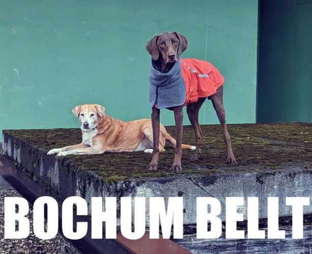 Hundeauslaufgebiet-Hundeschule Bochum bellt-Bild