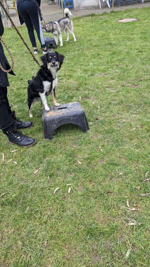 Hundeauslaufgebiet-Hundeschule Bochum bellt-Bild