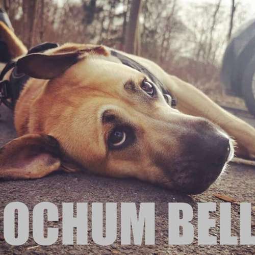 Hundeauslaufgebiet-Hundeschule Bochum bellt-Bild