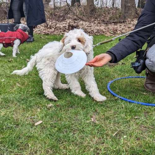 Hundeauslaufgebiet-Hundeschule Bochum bellt-Bild