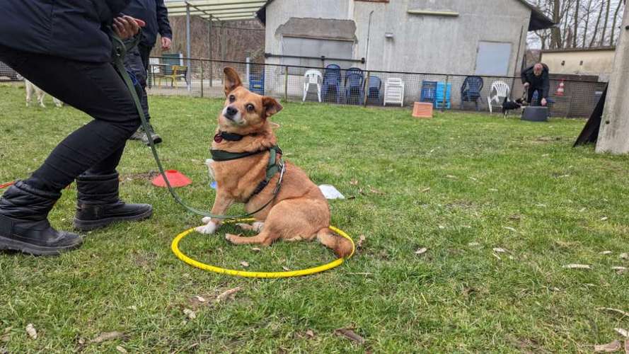 Hundeauslaufgebiet-Hundeschule Bochum bellt-Bild