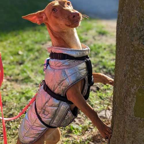 Hundeauslaufgebiet-Hundeschule Bochum bellt-Bild