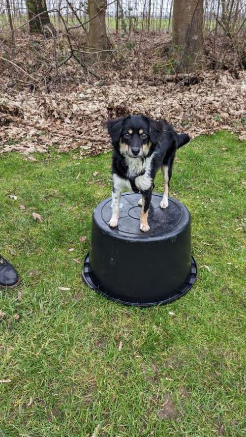 Hundeauslaufgebiet-Hundeschule Bochum bellt-Bild