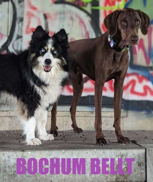 Hundeauslaufgebiet-Hundeschule Bochum bellt-Bild