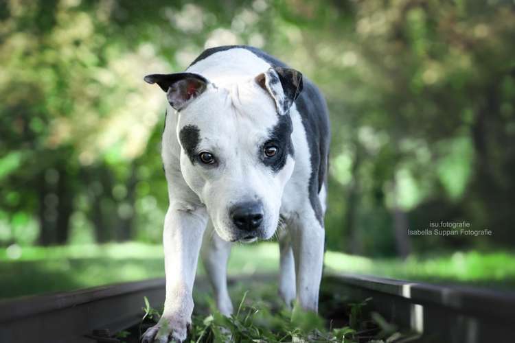 Hundeauslaufgebiet-Isabella Suppan Fotografie-Bild