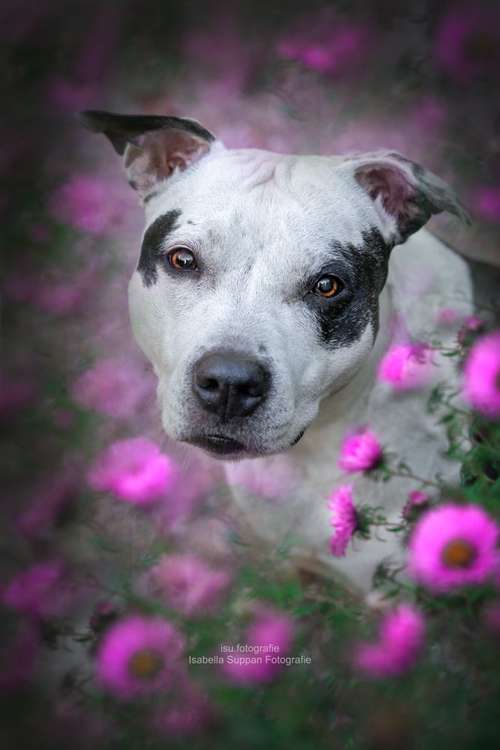 Hundeauslaufgebiet-Isabella Suppan Fotografie-Bild