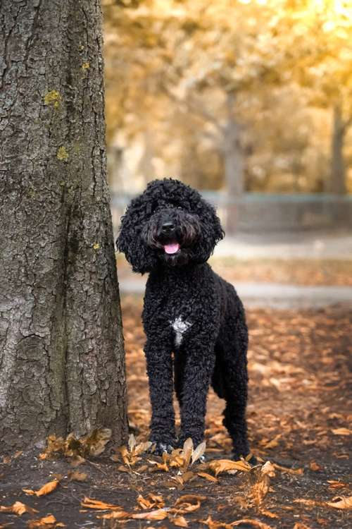 Hundeauslaufgebiet-Isabella Suppan Fotografie-Bild