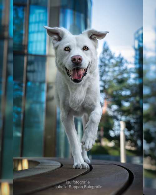 Hundeauslaufgebiet-Isabella Suppan Fotografie-Bild