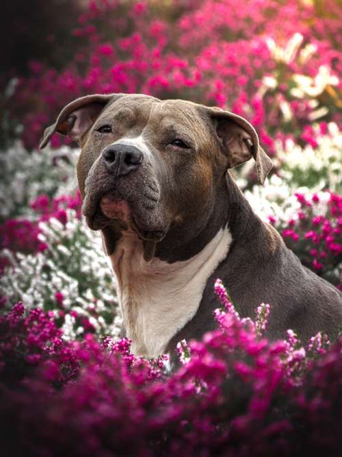 Hundeauslaufgebiet-Isabella Suppan Fotografie-Bild