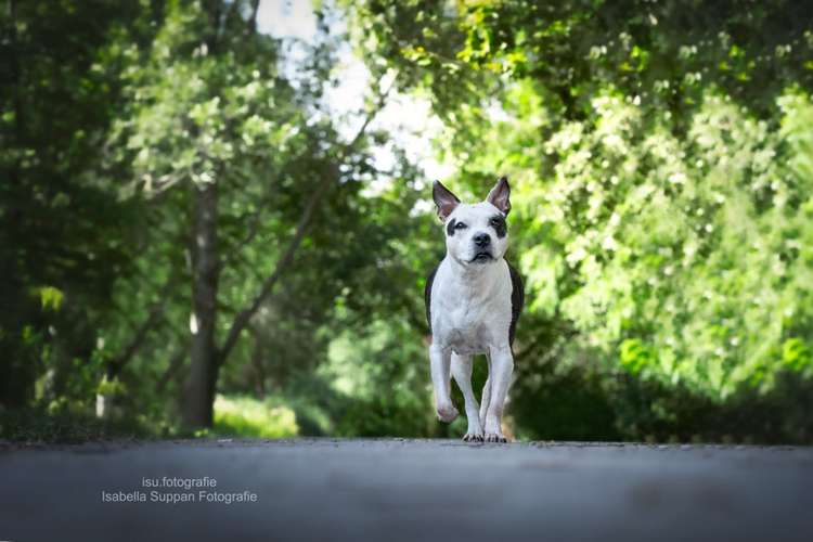 Hundeauslaufgebiet-Isabella Suppan Fotografie-Bild