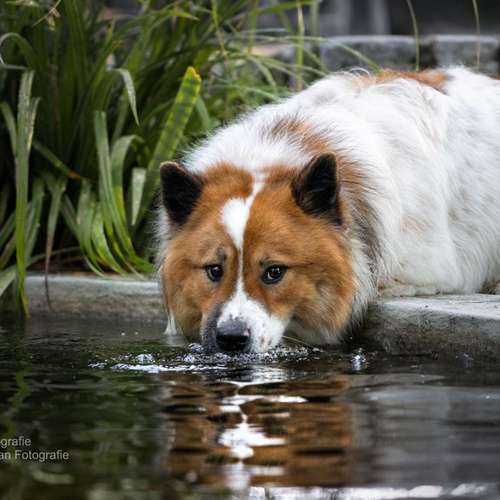 Hundeauslaufgebiet-Isabella Suppan Fotografie-Bild